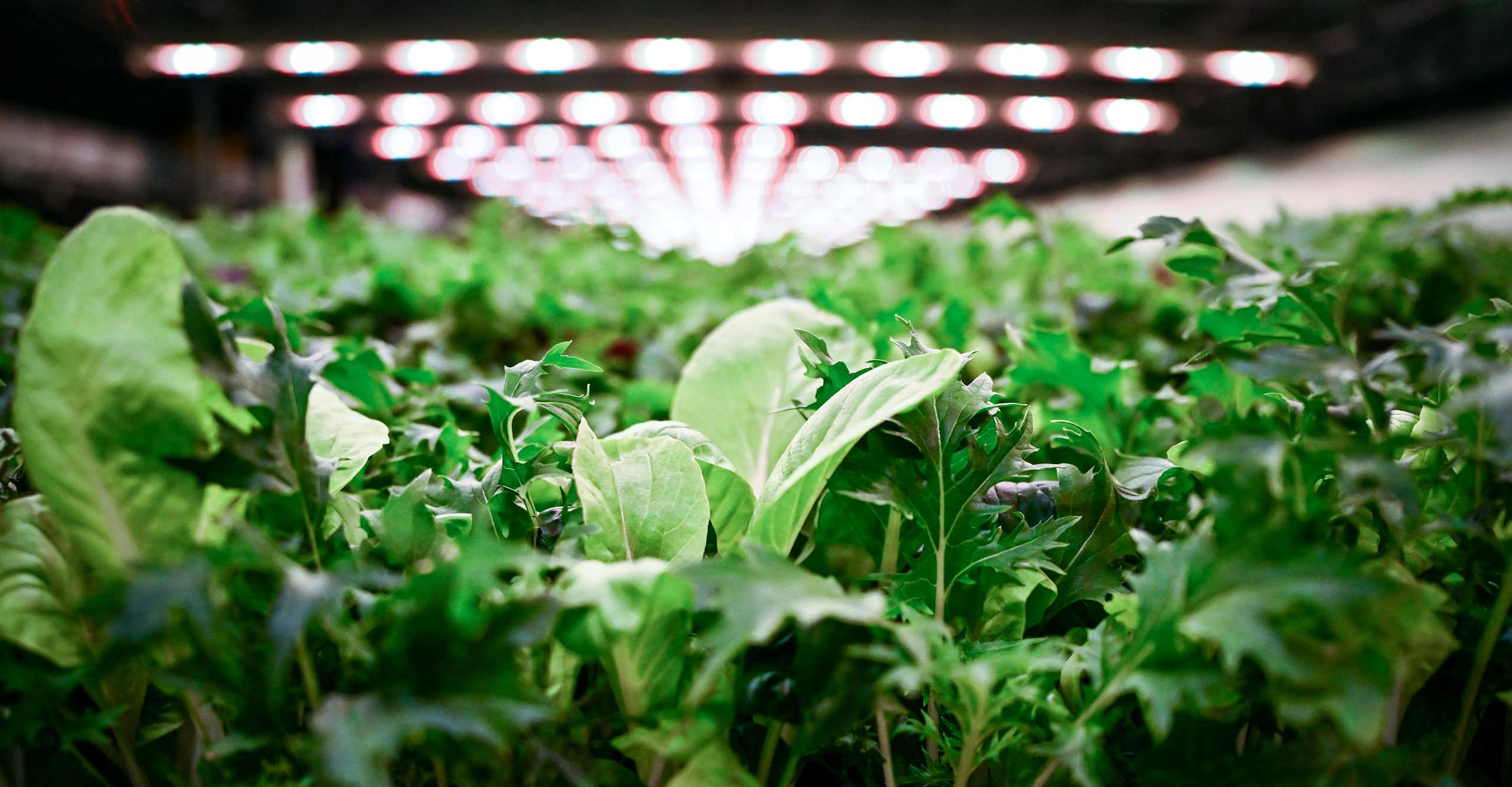 gros plan sur des laitues avec des néons au-dessus