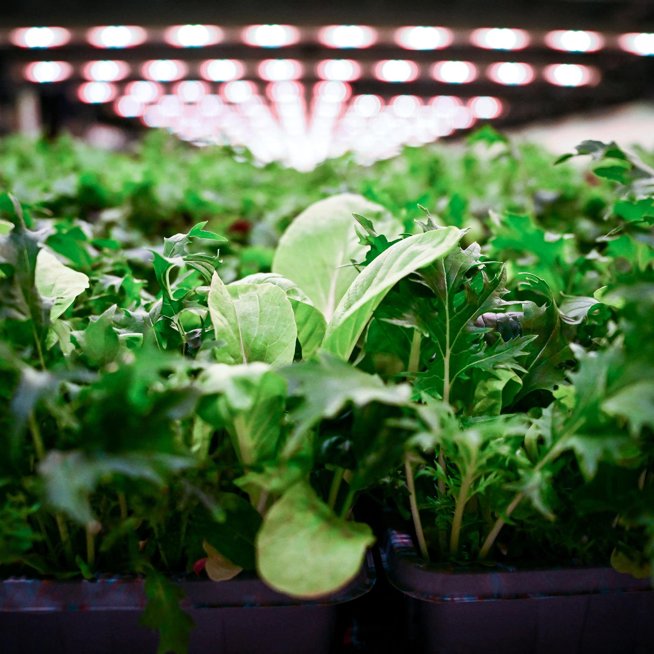 gros plan sur des laitues avec des néons au-dessus