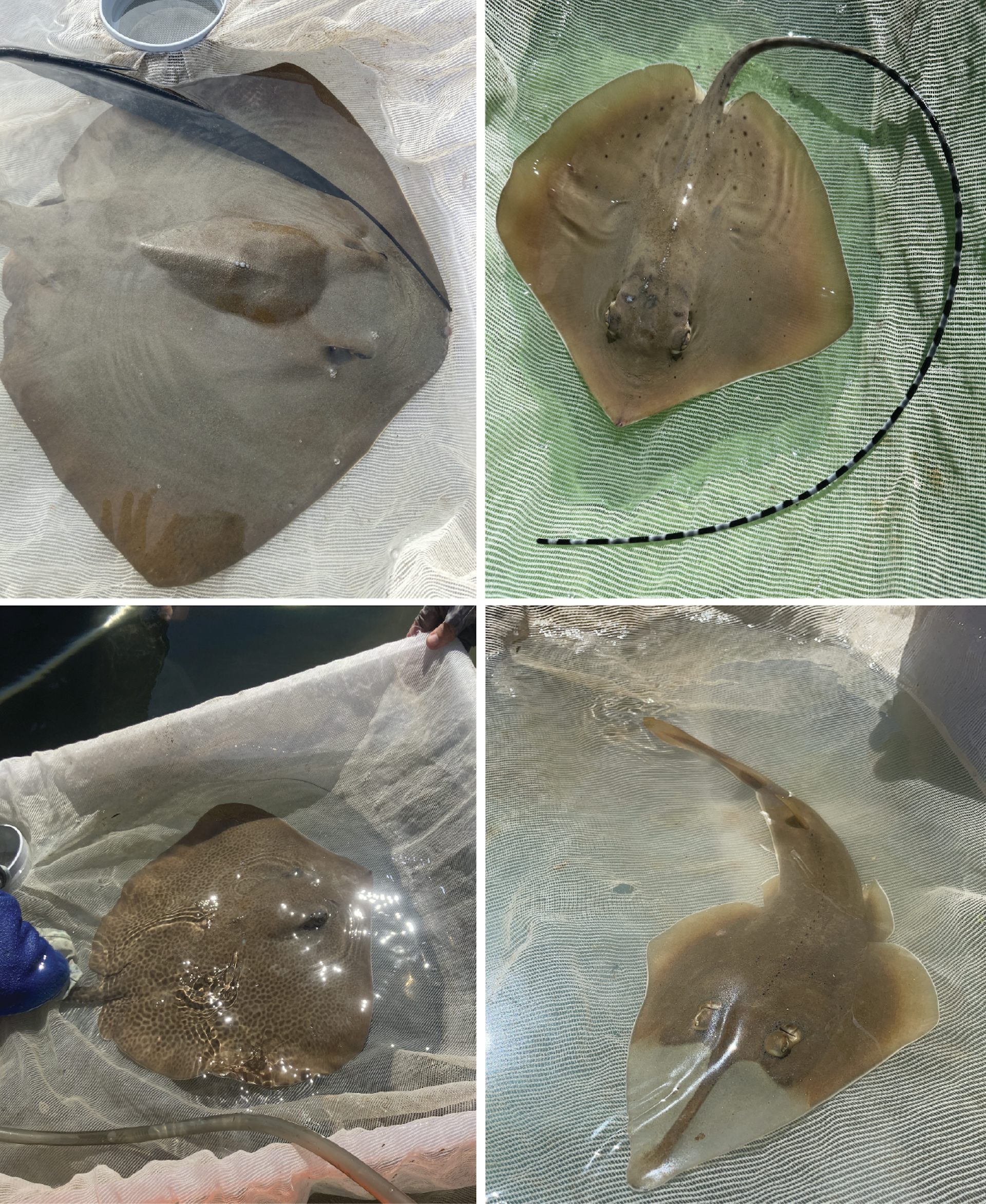 close-up images showing four ray species common to North Queensland intertidal flats.