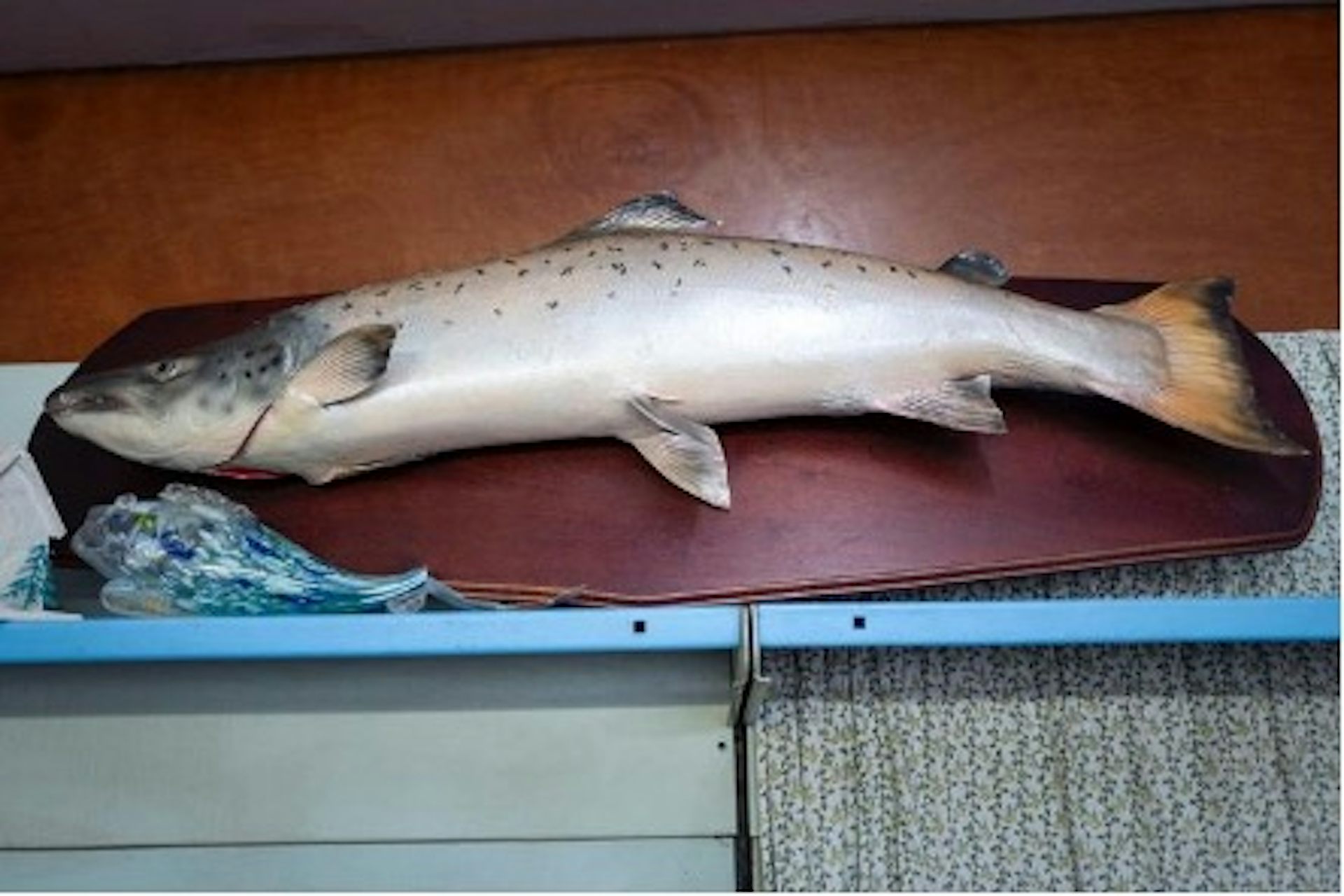 file 20251207 56 fpxj0f.jpg?ixlib=rb 4.1