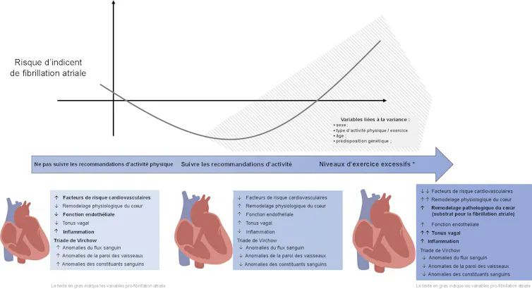 Graphique illustrant la relation en forme de J entre l’exercice physique et le risque de fibrillation auriculaire.