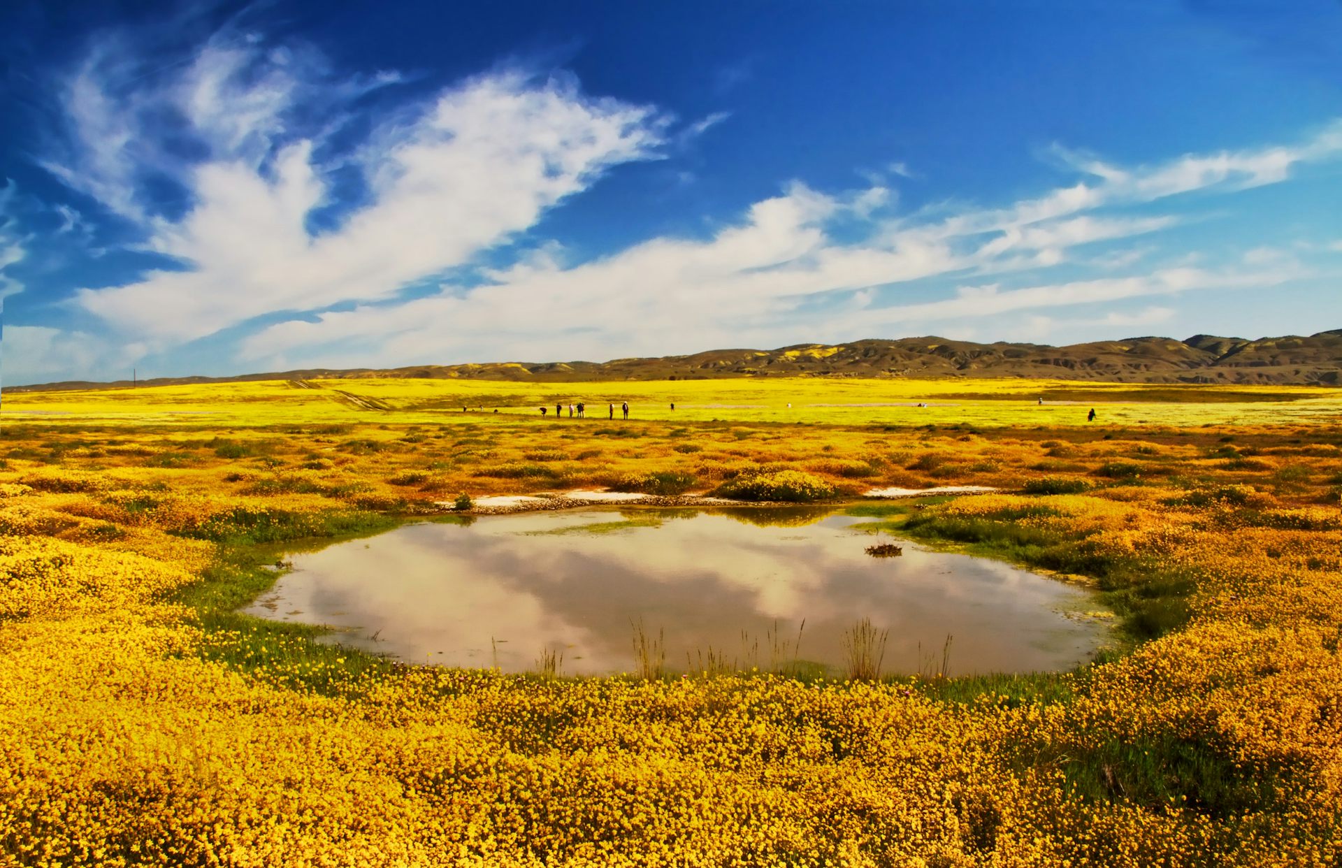 Mare vernale du Carrizo Plain National Monument en Californie