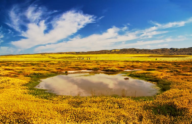 Vernal pool at Carrizo Plain National Monument in California