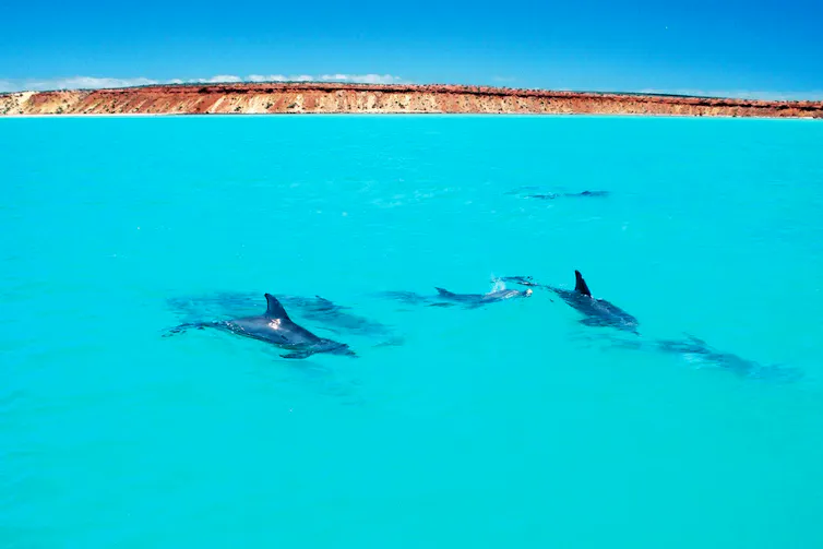 Aerial photo of dolphins