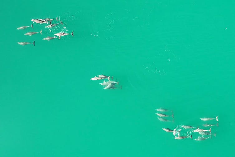 Aerial photo of groups of dolphins