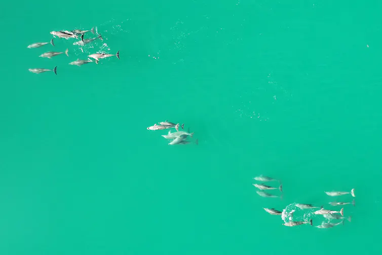 Aerial photo of groups of dolphins