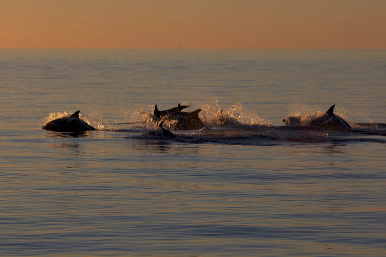 A group of dolphins frolic at sunset