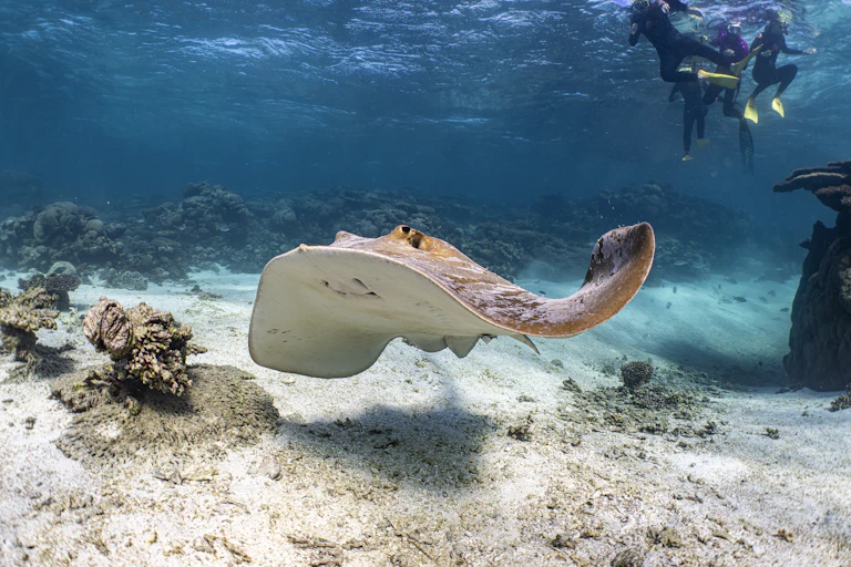 Stingray swimming just above the sea floor
