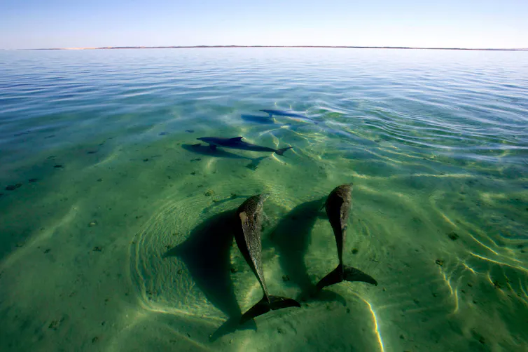 Aerial photo of dolphins