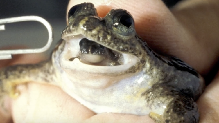 frog with baby in its mouth.