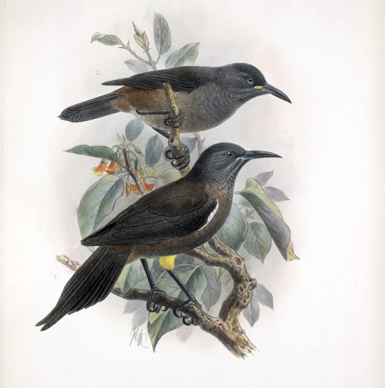 extinct bird from hawaii, illustration of two birds perched on branch.