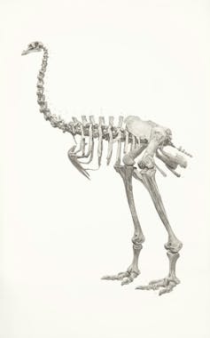illustration of a skeleton of a moa.