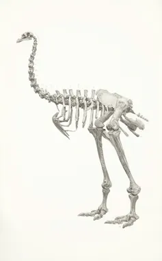 illustration of a skeleton of a moa.