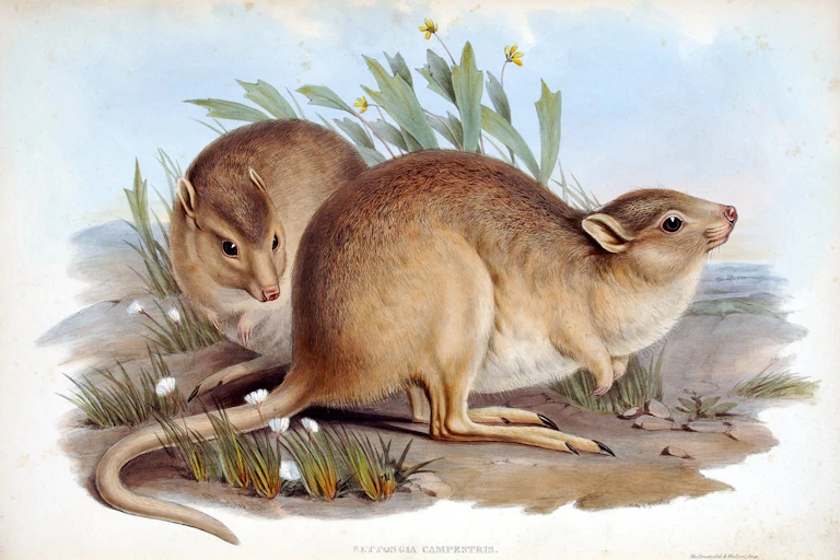 painting of extinct desert rat kangaroo