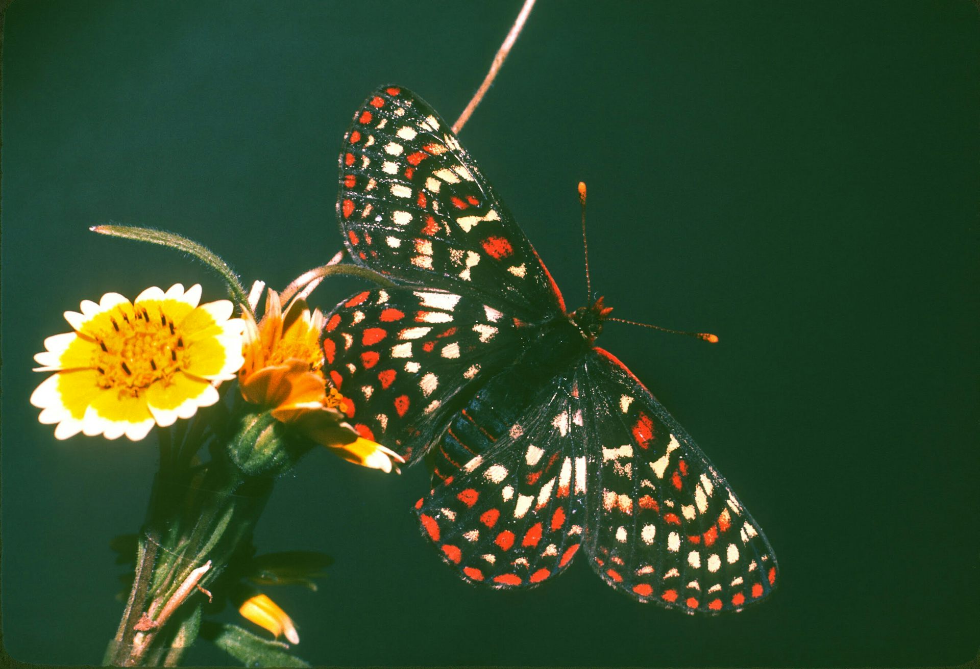 Edith’s checkerspot at lower elevation in Pozo, California