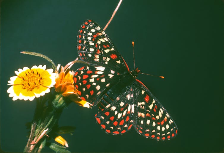 Edith’s checkerspot at lower elevation in Pozo, California