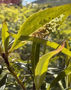 First instar of Edith’s checkerspot on Penstemon leaves