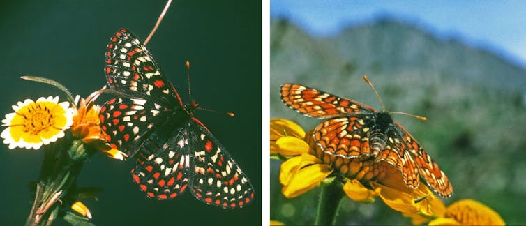 Color differences between Edith’s checkerspot at low altitude (left) and high altitude (right)