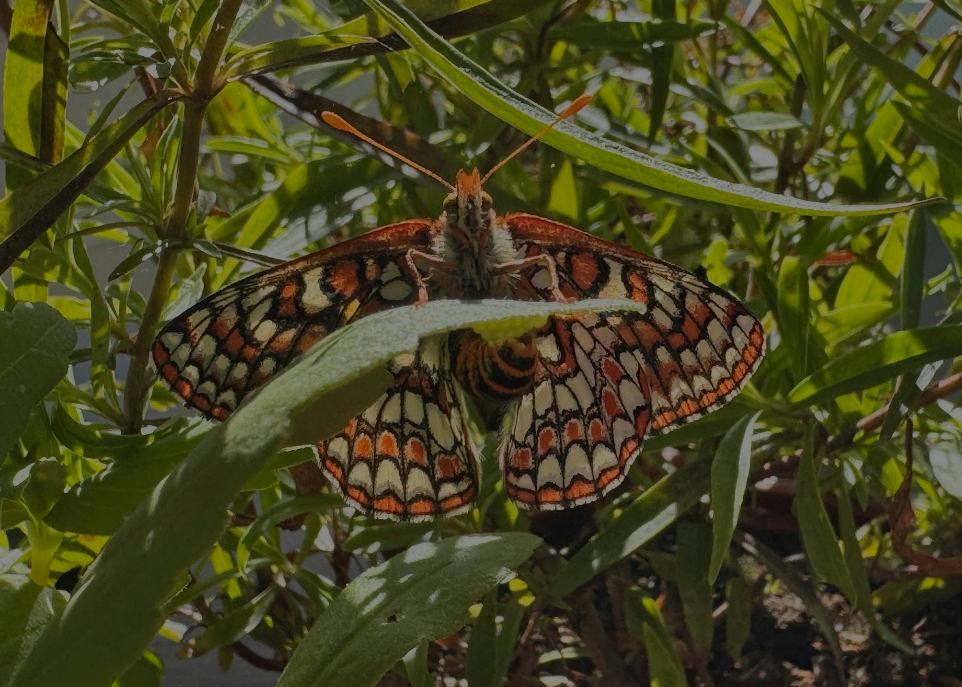 Female Edith’s checkerspot and eggs under the leaf