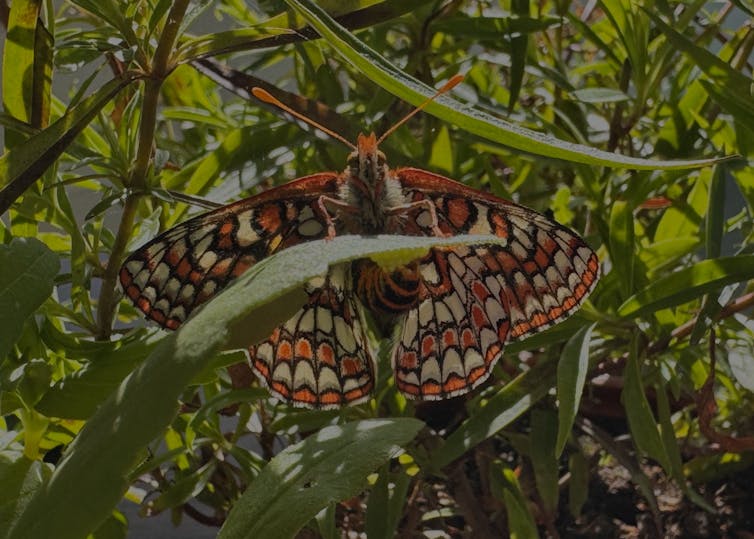 Female Edith’s checkerspot and eggs under the leaf