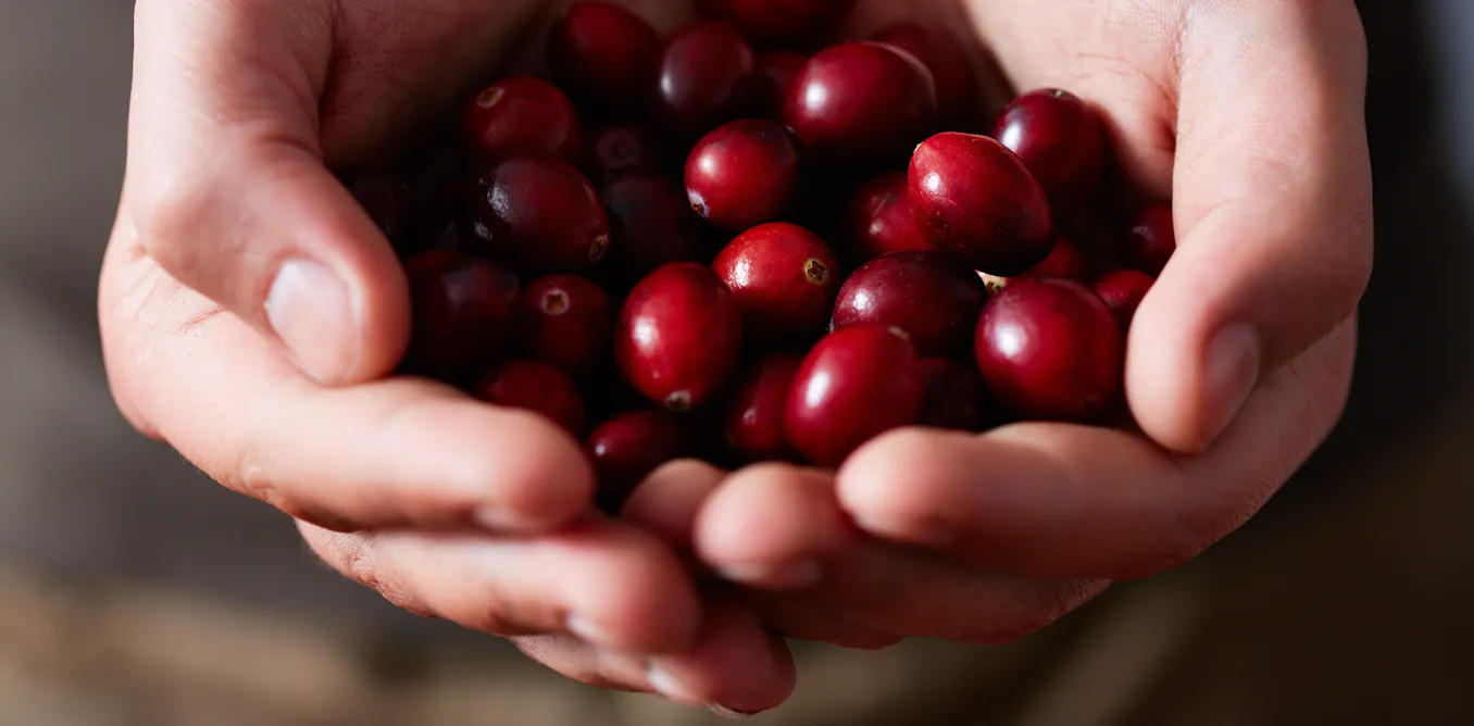 How cranberries can be a Christmas cracker for health this festive season How cranberries can be a Christmas cracker for health this festive season