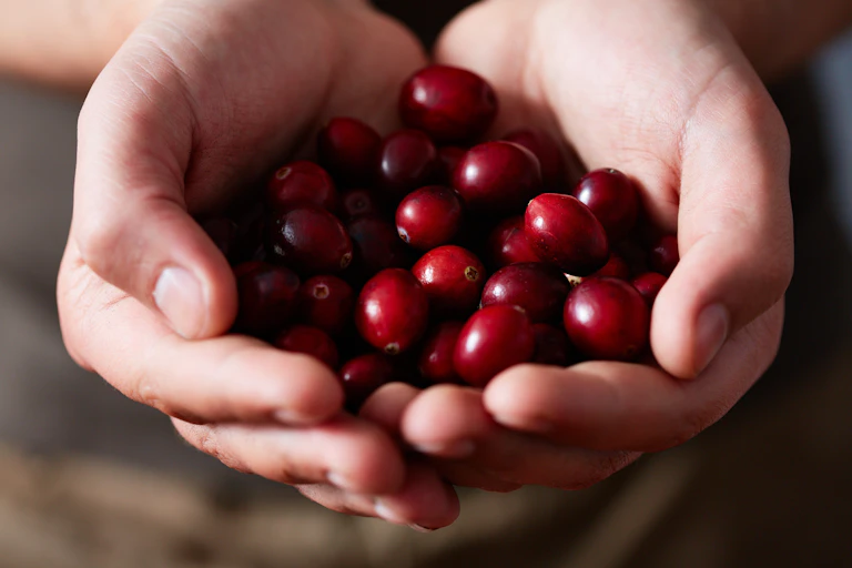 Close up of hands holding fresh cranberries