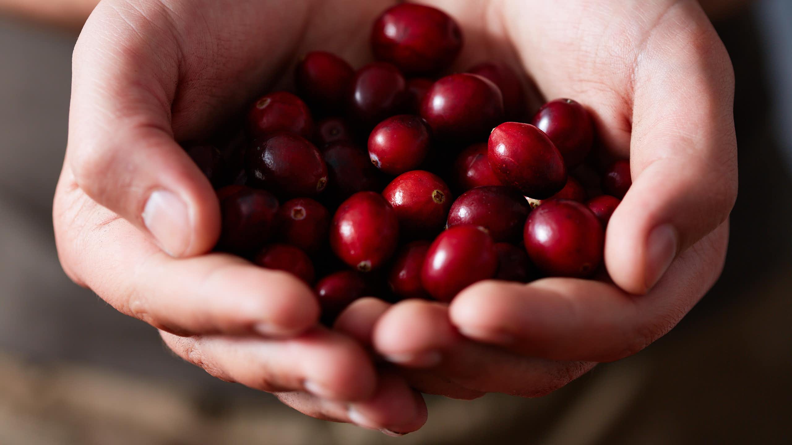Close up of hands holding fresh cranberries