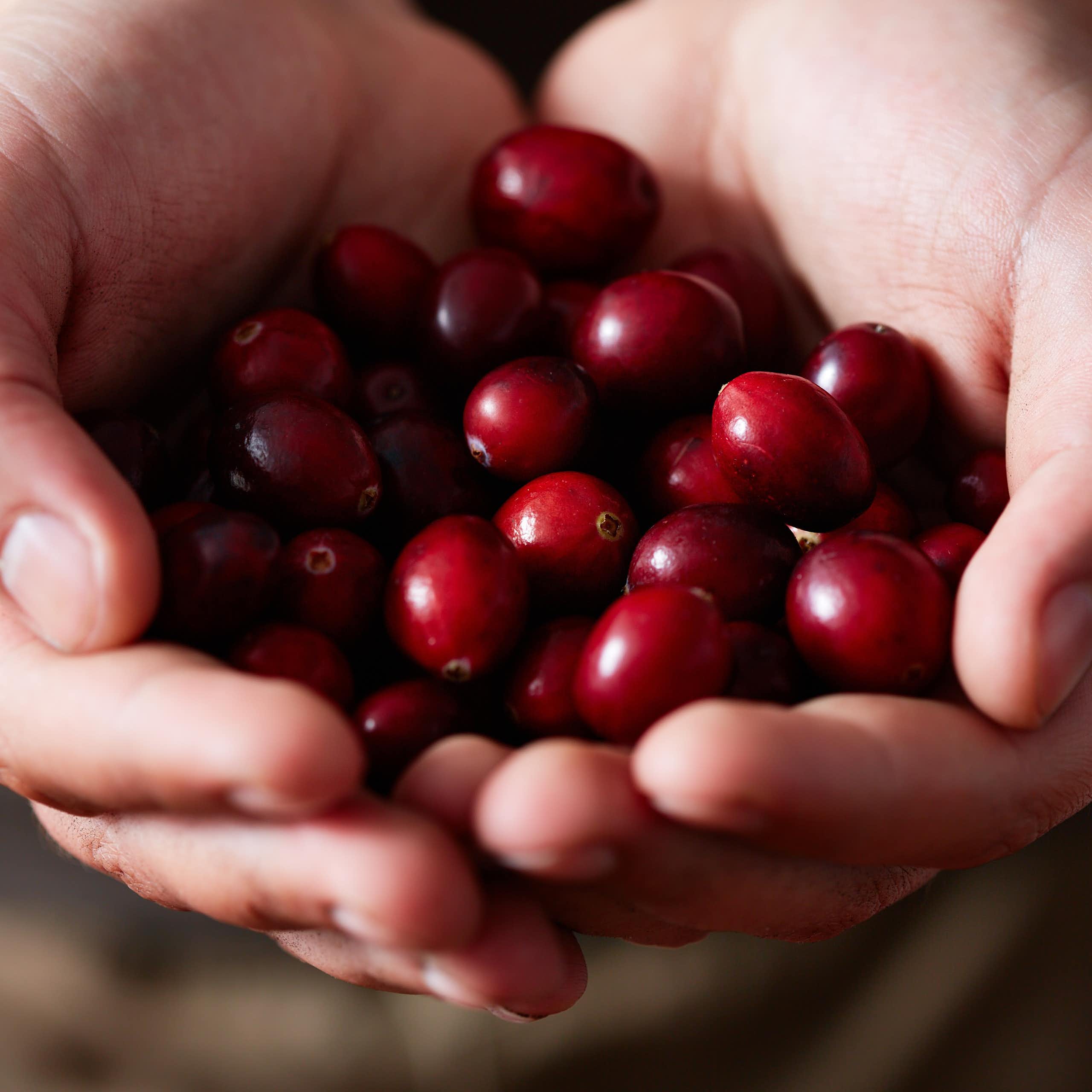 Close up of hands holding fresh cranberries