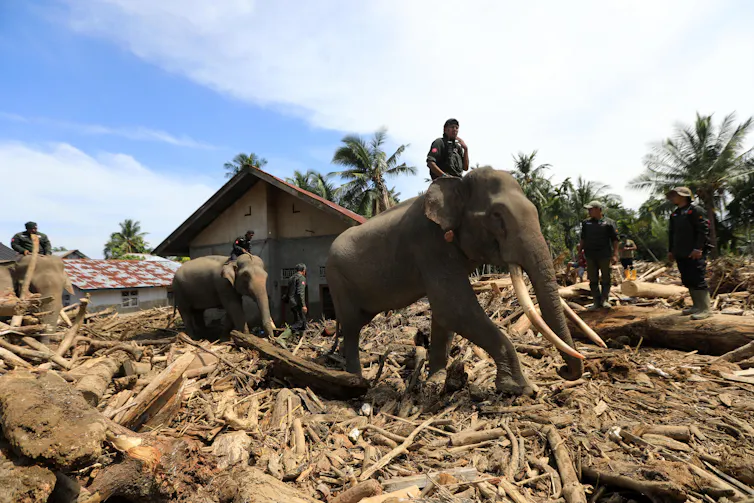 Elephants walk across debris.