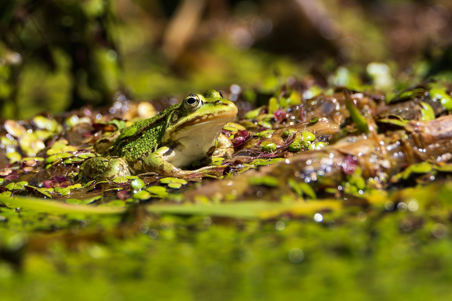 Pourquoi le vert est-il la couleur de la nature ?