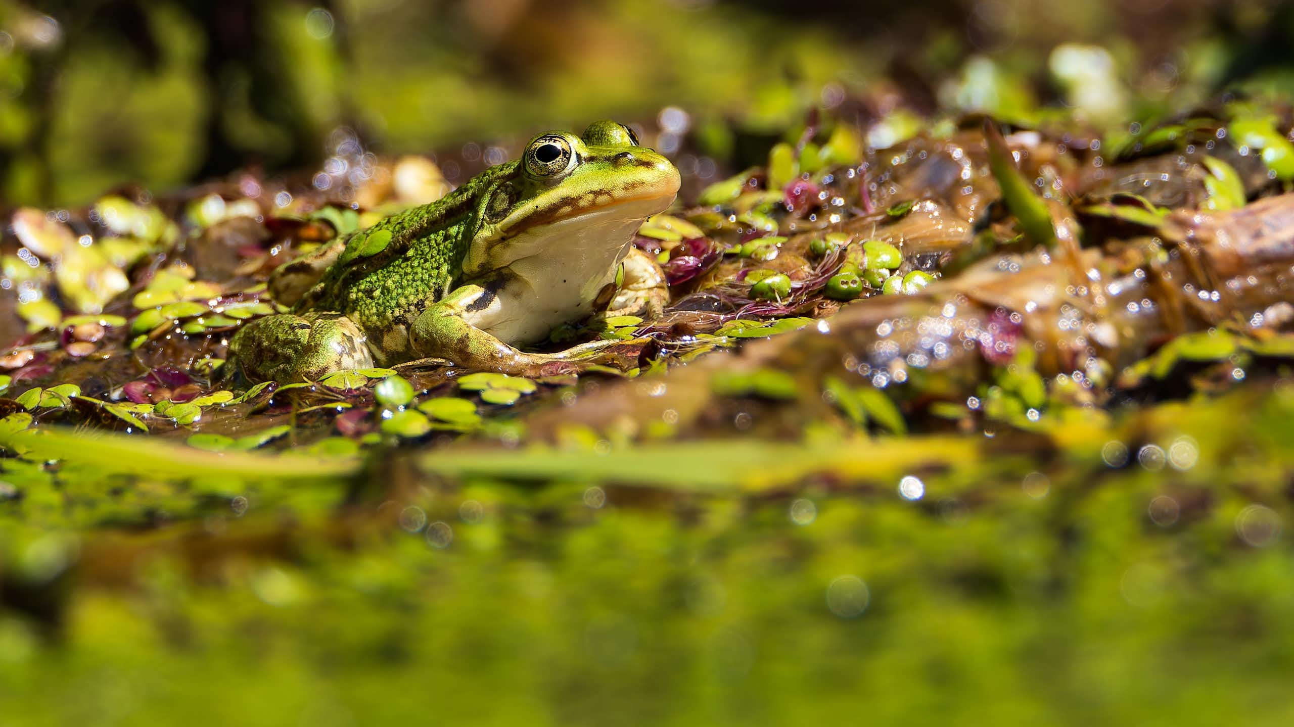 Pourquoi le vert est-il la couleur de la nature ?