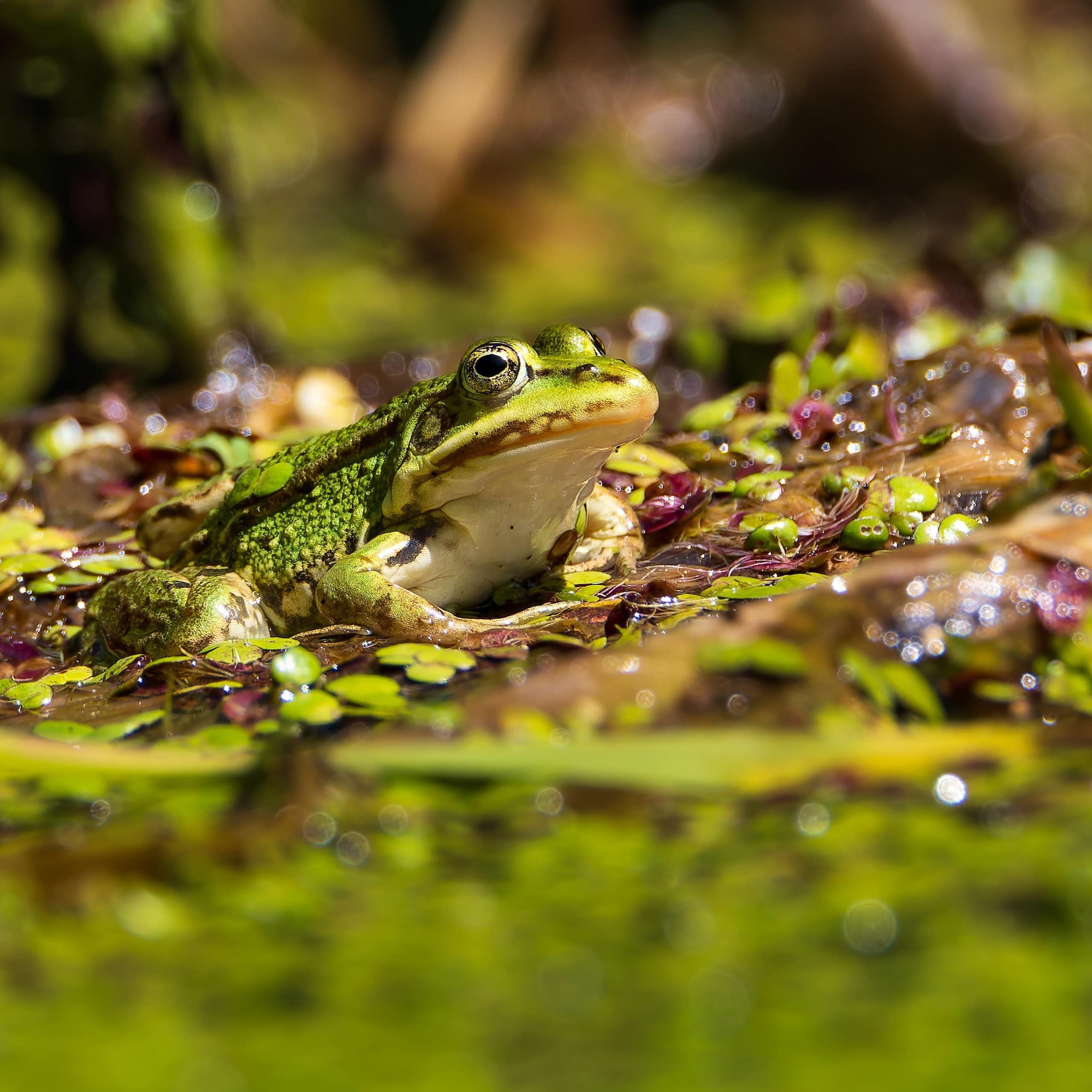 Pourquoi le vert est-il la couleur de la nature ?
