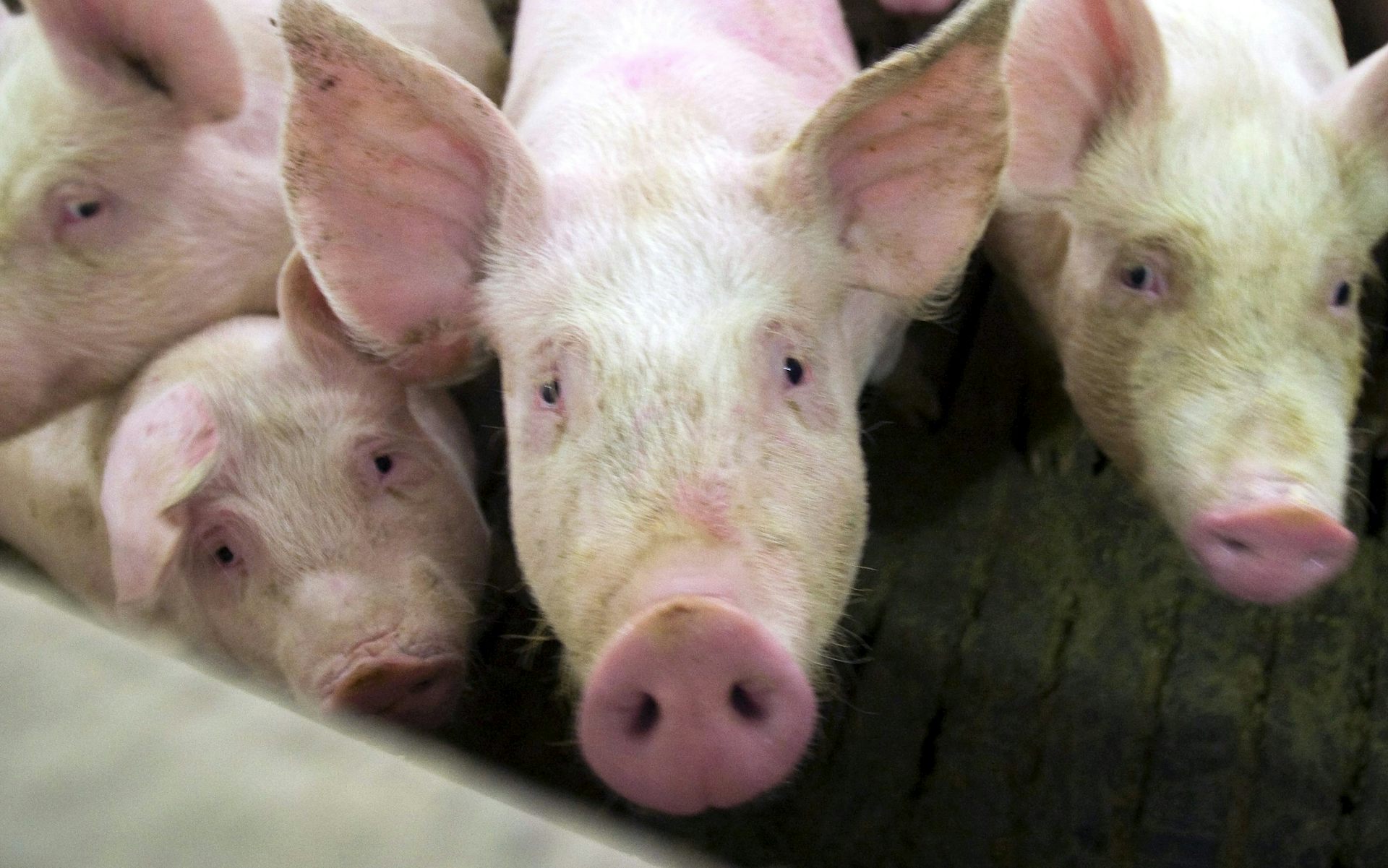Des porcs dans une ferme à Saint-Hugues, au Québec, au sud de Montréal