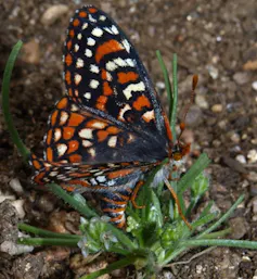 Damier de Quino pondant ses œufs sur Plantago erecta