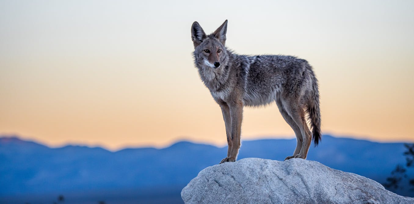 With wolves absent from most of eastern North America, can coyotes replace them? With wolves absent from most of eastern North America, can coyotes replace them?