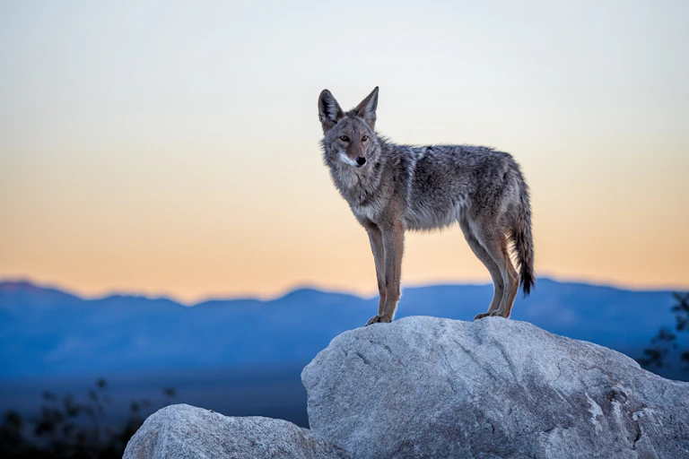 A coyote standing on a rock