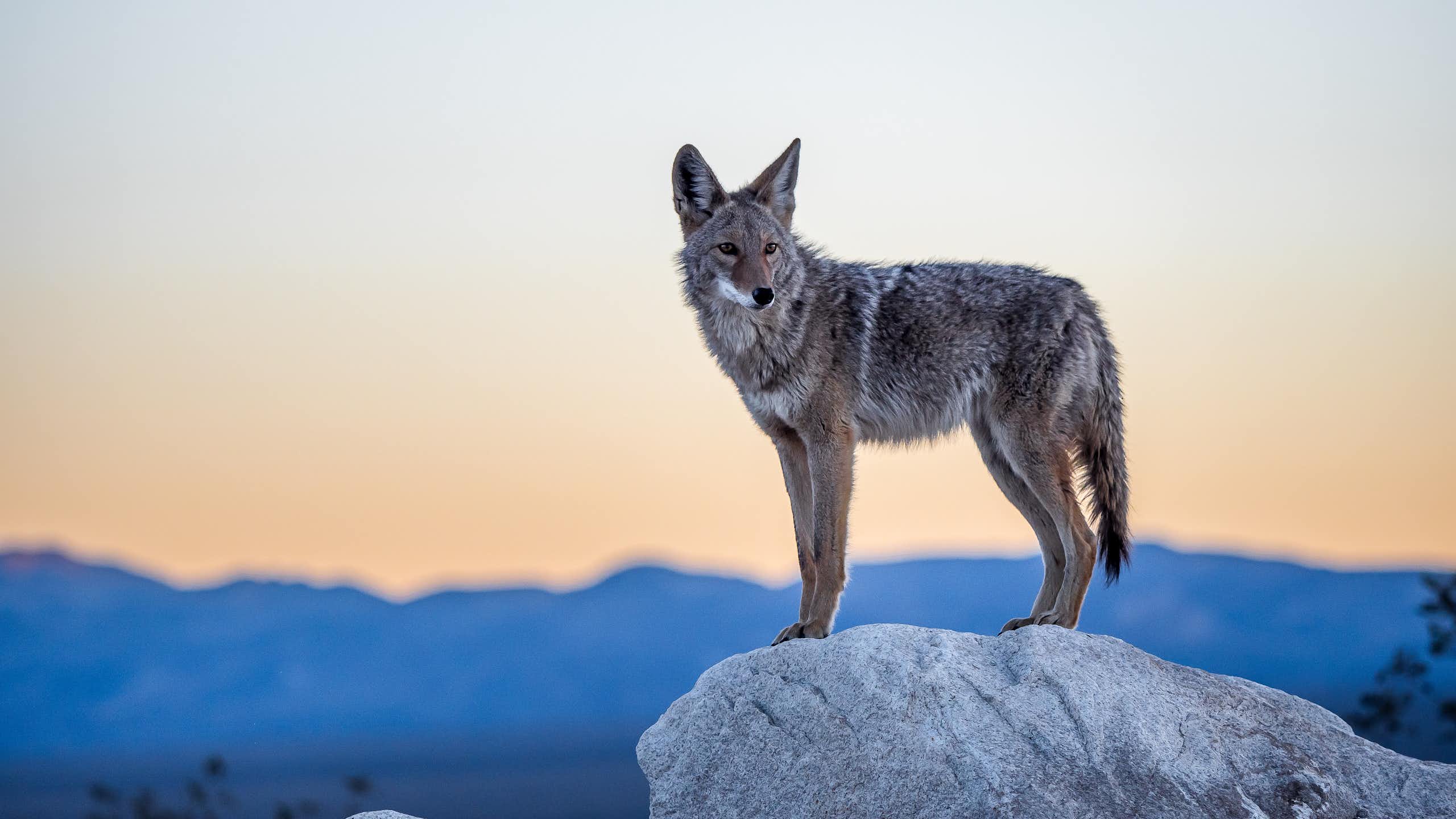 A coyote standing on a rock
