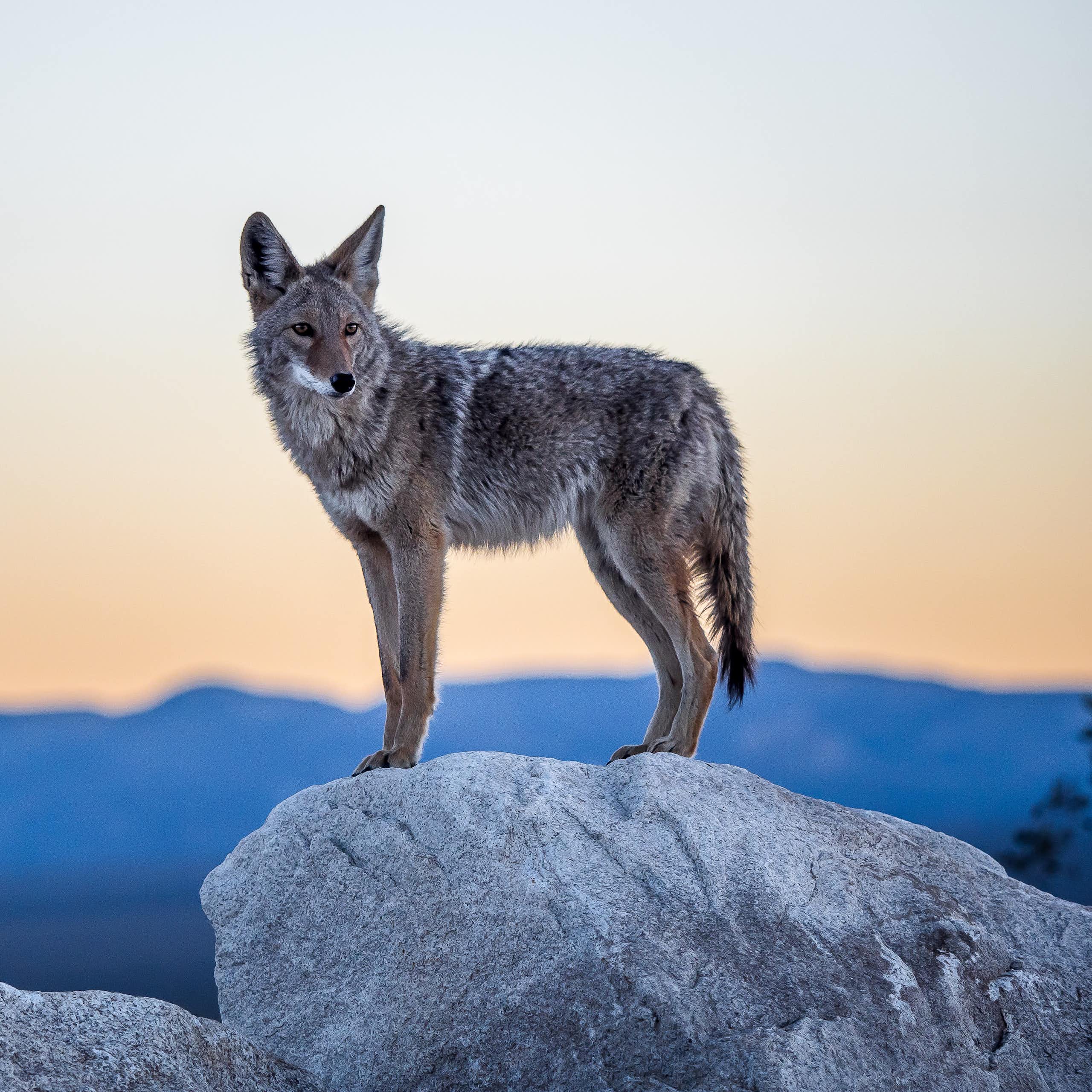 A coyote standing on a rock