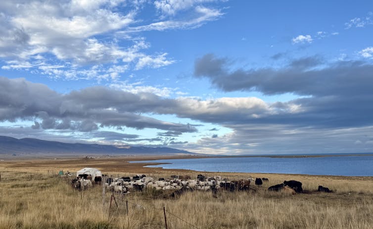 On this age of worldwide uncertainty, the place on the planet are we able to search for steerage? 4 View of Qinghai lake in Kokonor, Amdo Tibet, with livestock grazing.