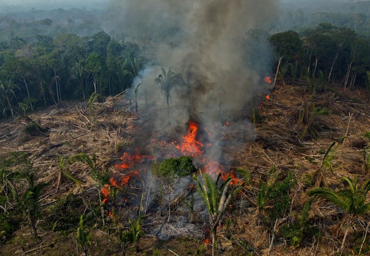 A fire is seen in a forest.