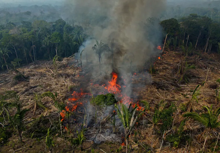 A fire is seen in a forest.