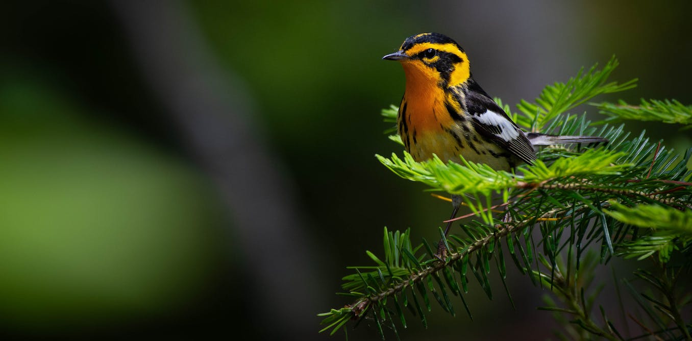 Songbirds swap colorful plumage genes across species lines among their evolutionary neighbors Songbirds swap colorful plumage genes across species lines among their evolutionary neighbors
