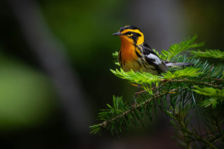 A blackburnian warbler (*Setophaga fusca*) perched atop an evergreen tree.