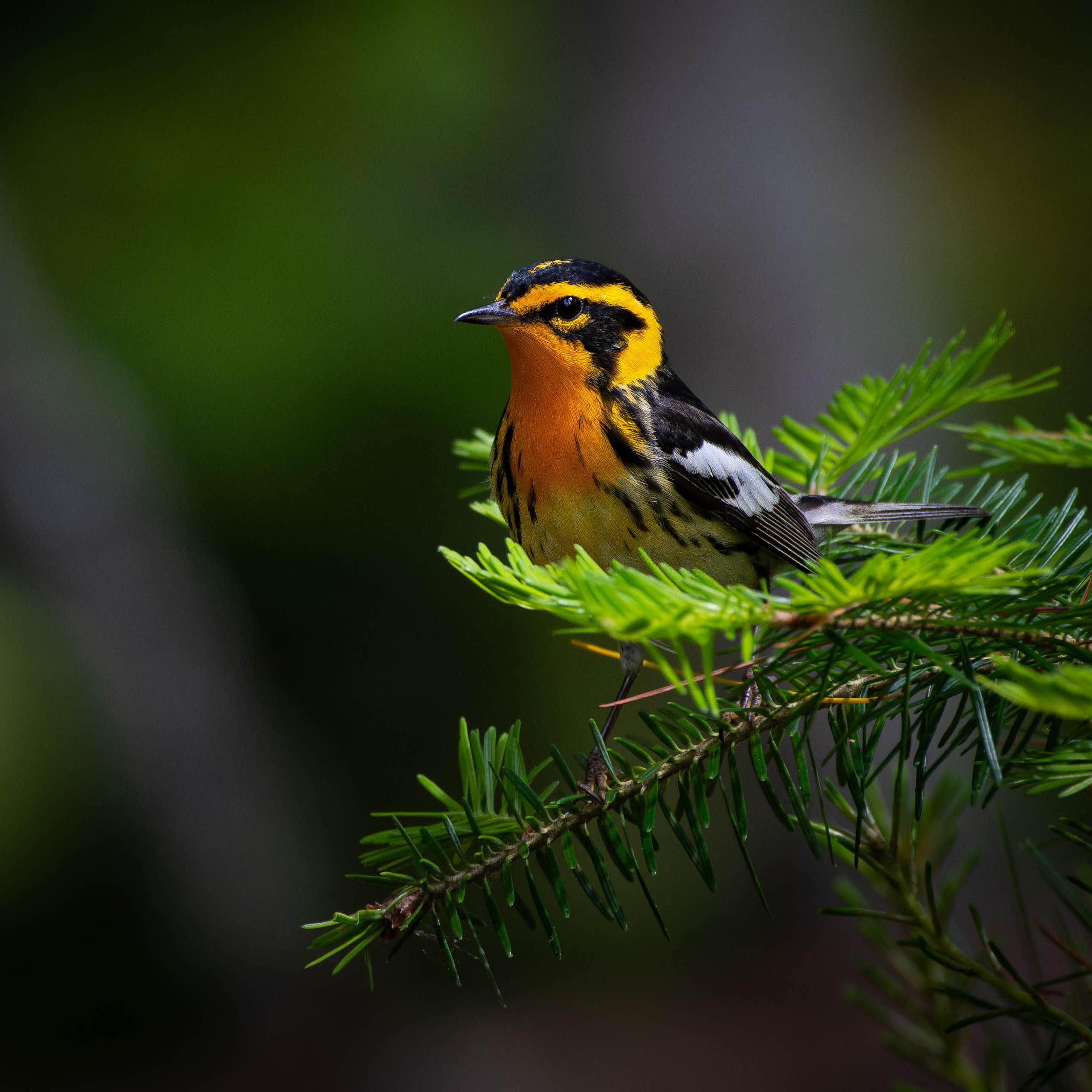 A blackburnian warbler (*Setophaga fusca*) perched atop an evergreen tree.