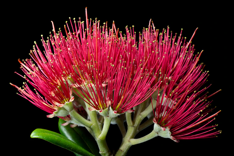 red pohutukawa in flower