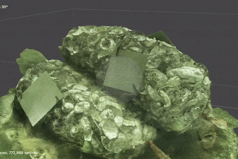 A spinning model of oysters growing on rocks