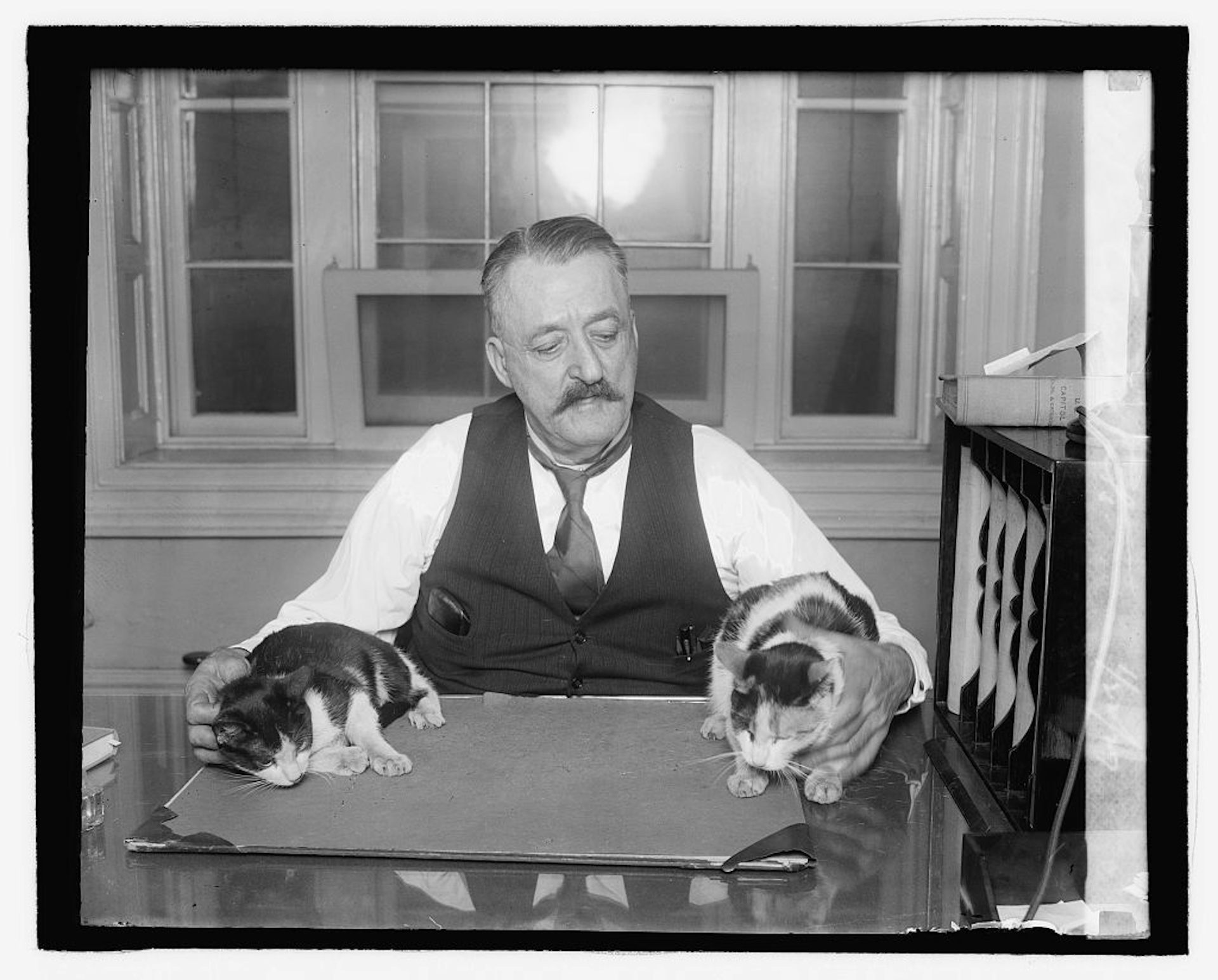 un hombre sujetando a dos gatos 