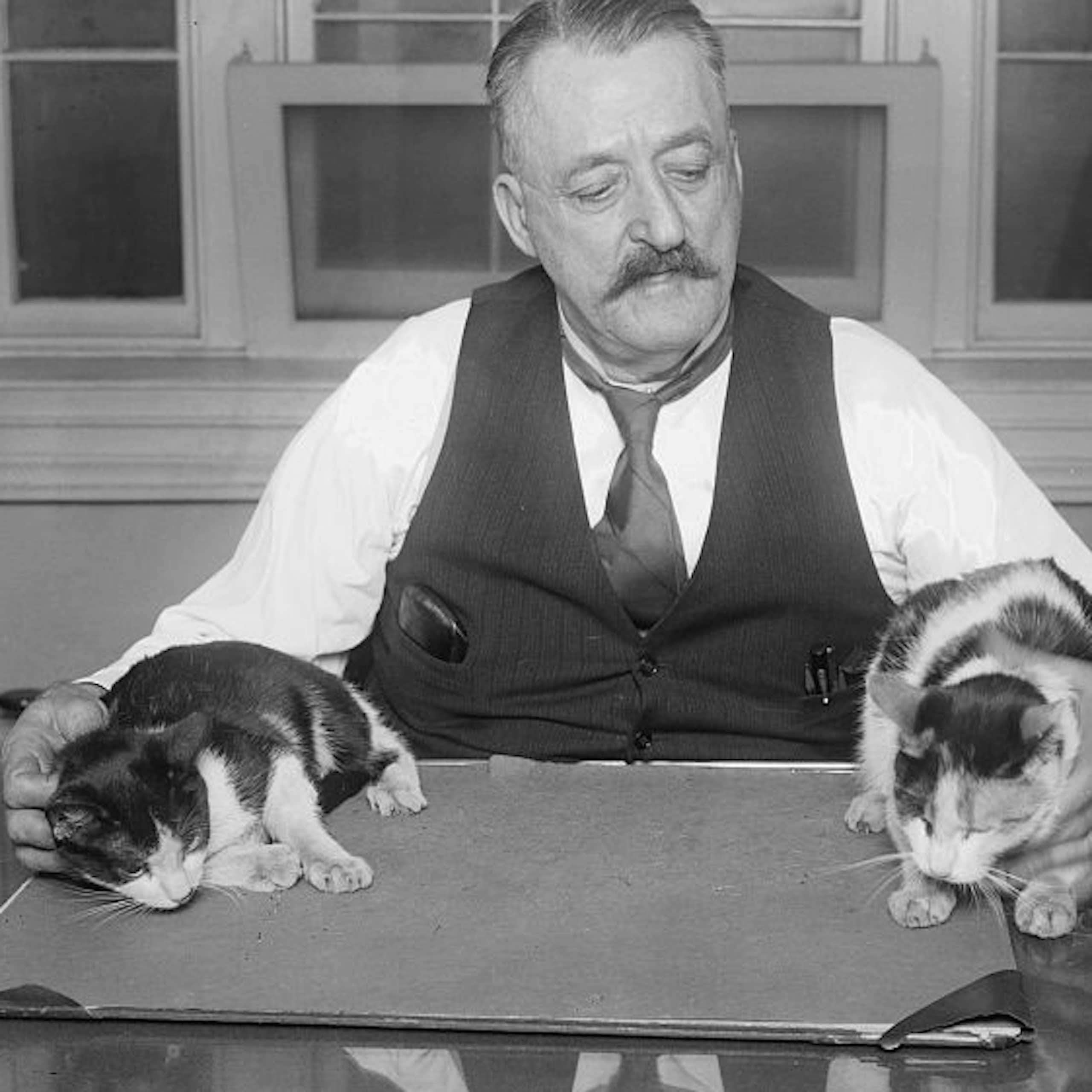 un hombre sujetando a dos gatos