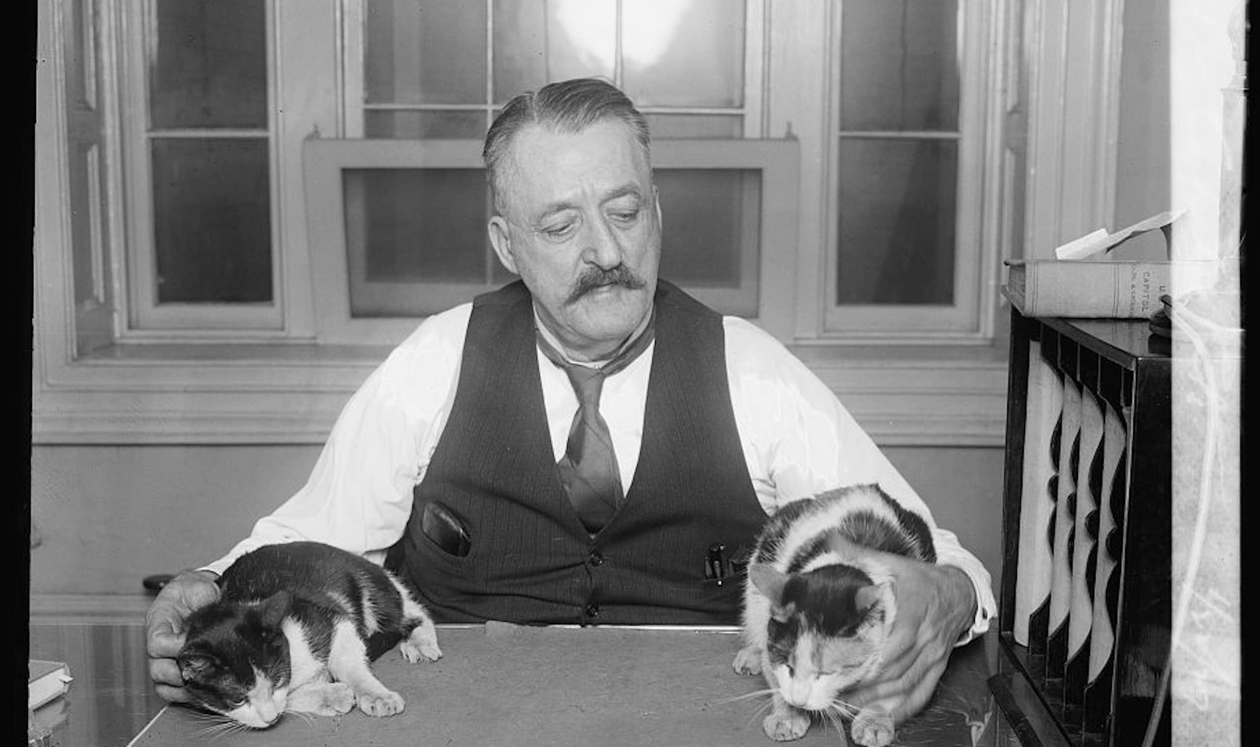 un hombre sujetando a dos gatos