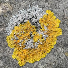 Why is inexperienced the colour of nature? 3 file 20251209 56 lg6gre.jpg?ixlib=rb 4.1